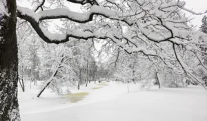 Winter 2026: Preparing Trees for Heavy Snow in Monmouth County