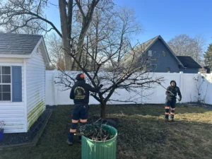 Tree Service in Laurence Harbor & Cliffwood Beach NJ: Coastal Tree Care by a Certified Arborist