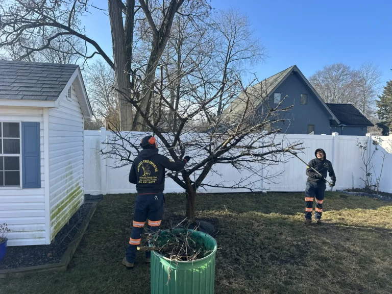 Tree Service in Laurence Harbor & Cliffwood Beach NJ: Coastal Tree Care by a Certified Arborist