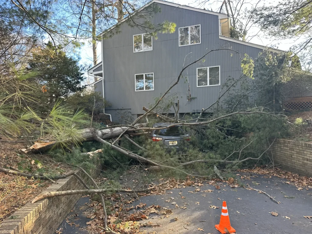 fallen tree on car