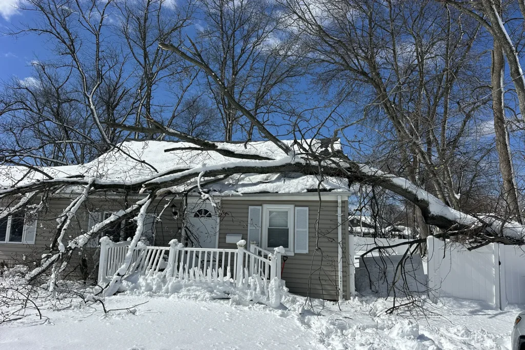 Blizzard of 2026: Have Your Trees Checked for Damage