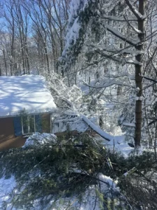 Environmental Spotlight: How Trees Shape Middletown Township 6 blizzard03