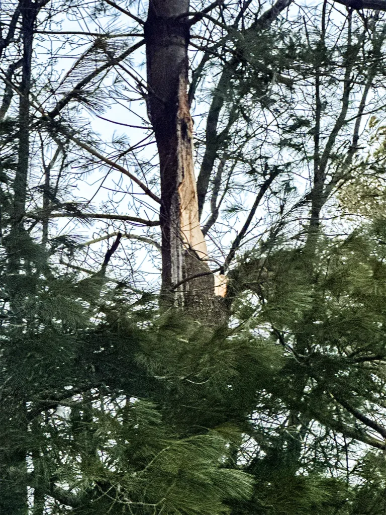 Tree Damage