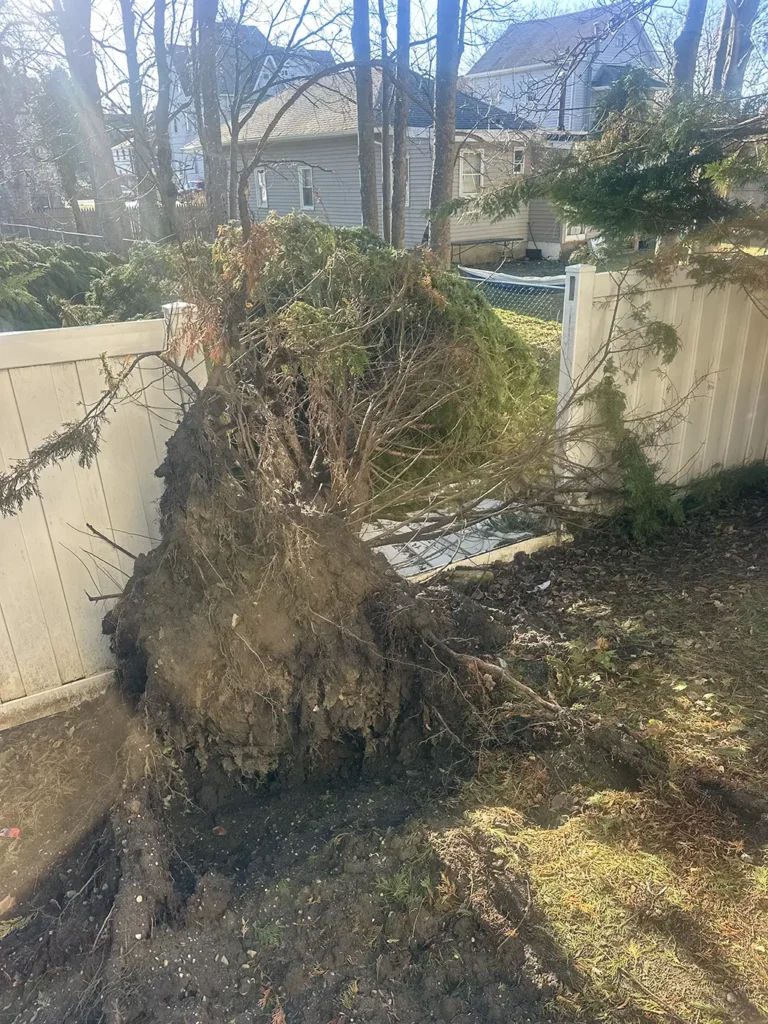 Leyland Cypress Fail