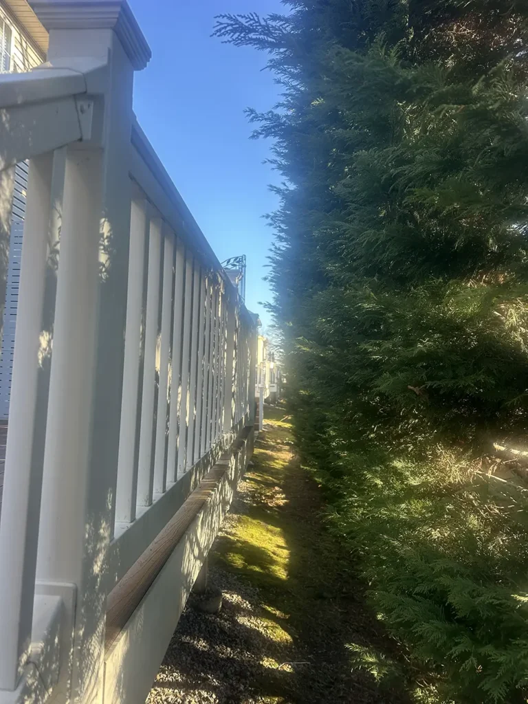 Leyland Cypress Tree Trimming and Pruning