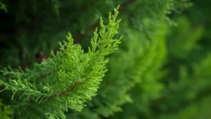 Managing Leyland Cypress Trees in New Jersey Landscapes