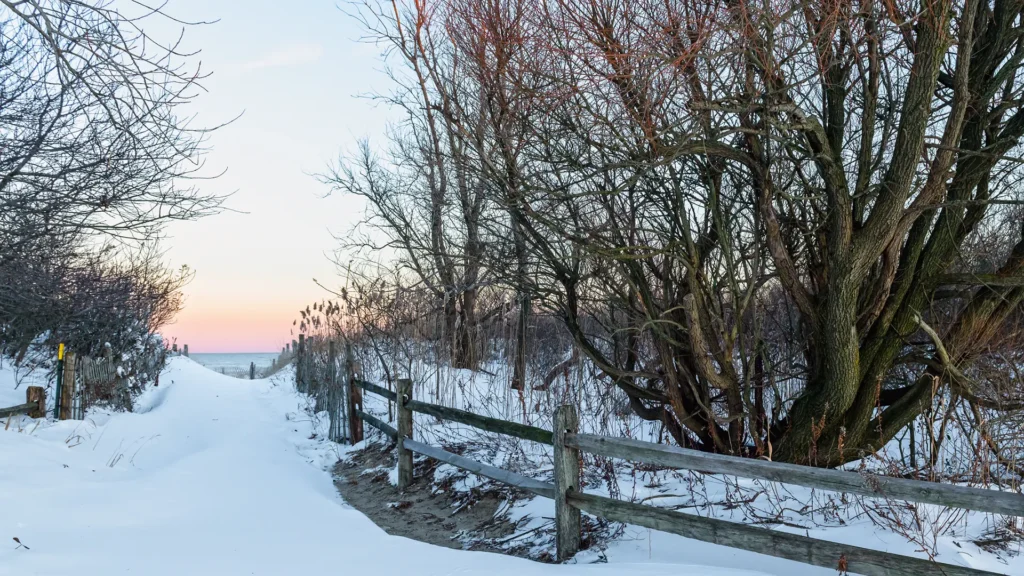 Snow Damage Prevention for Trees in Long Branch, NJ