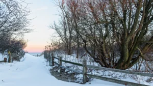 Snow Damage Prevention for Trees in Long Branch, NJ