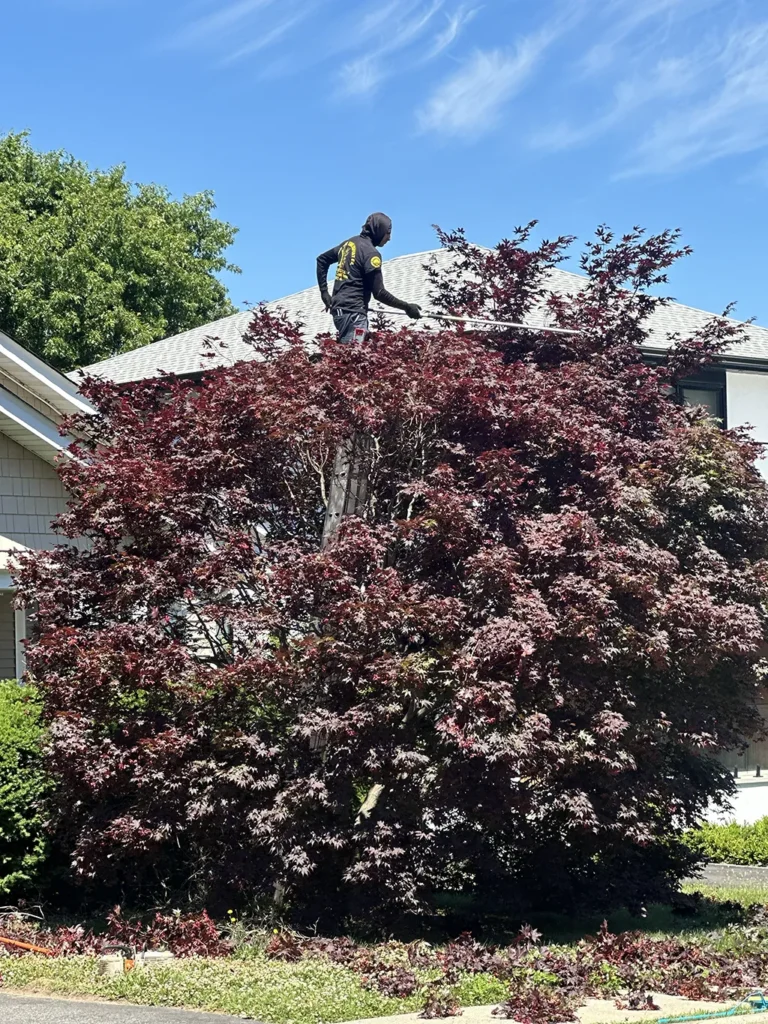 Tree Pruning Highlands, NJ