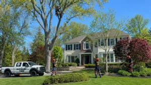 Tree Pruning for Safer, Healthier Growth