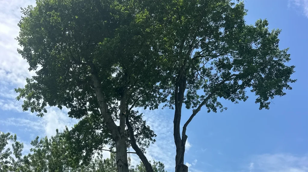 Long Branch NJ: Spring Showers Bring Summer Branch Failures