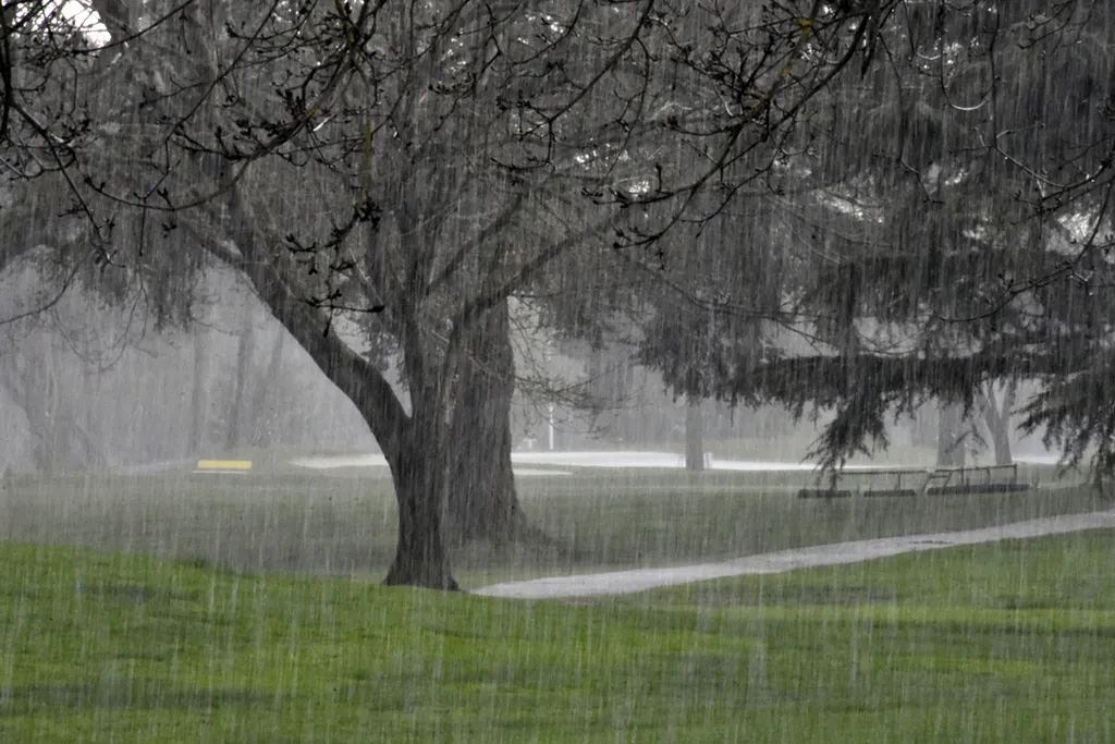 Trees In The Rain