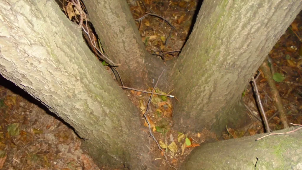 Codominant Stems: When Multi Stem Trees Become Dangerous