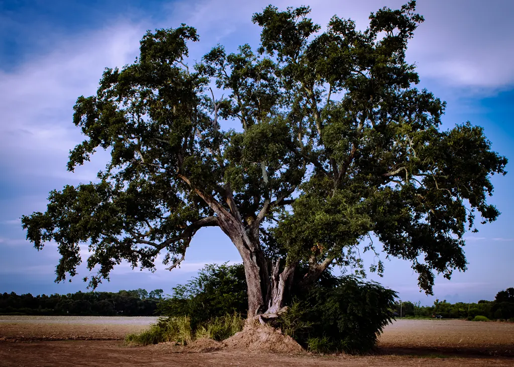 Codominent Tree Trunk