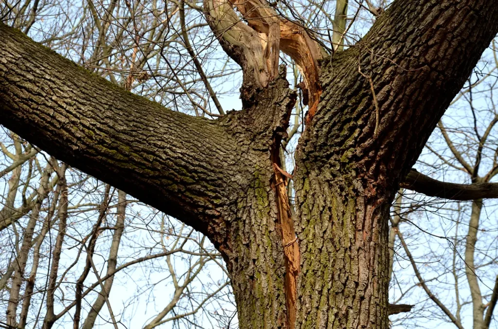 cracked tree lightening strike