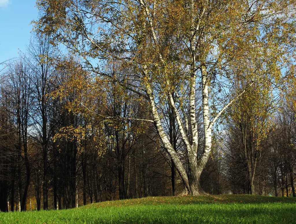 Multi-Stem Tree