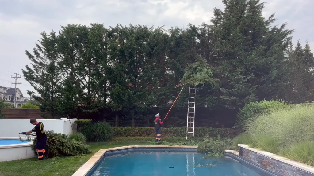 Summer Ornamental Tree Pruning in Middletown, NJ