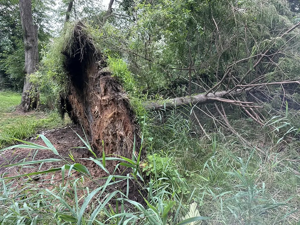 root failure