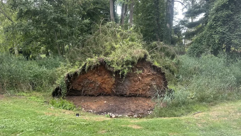 Weak Tree Roots: Inspection and Failure Prevention