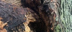 Hidden Tree Rot: Schedule An Inspection Before Hardwood Trees Fail