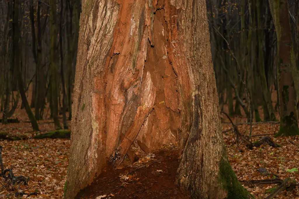 rotten tree trunk forest