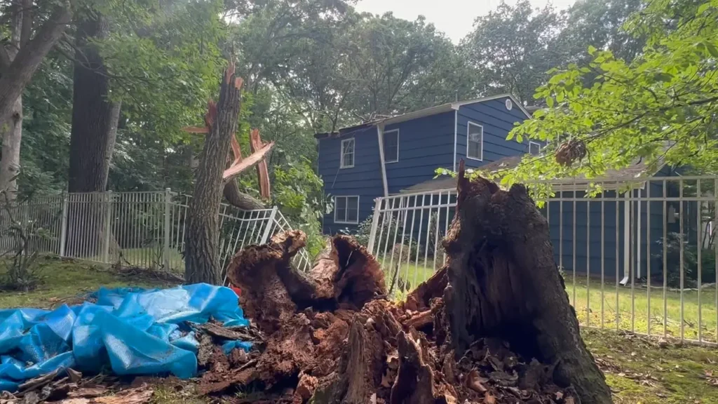 Rotten Tree Trunk