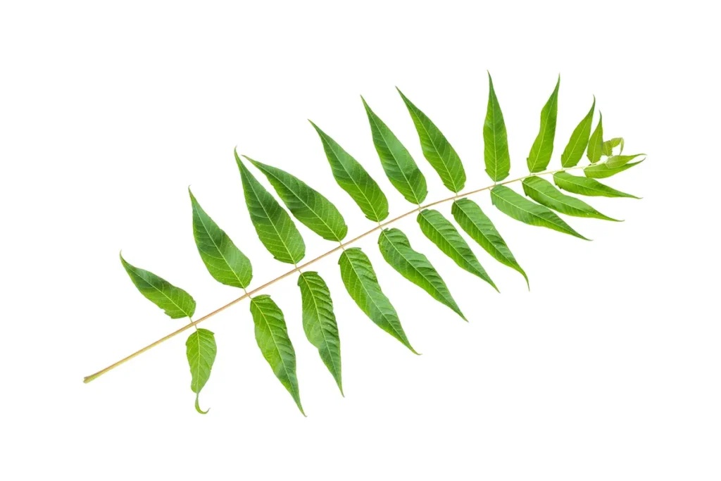 Tree of Heaven
