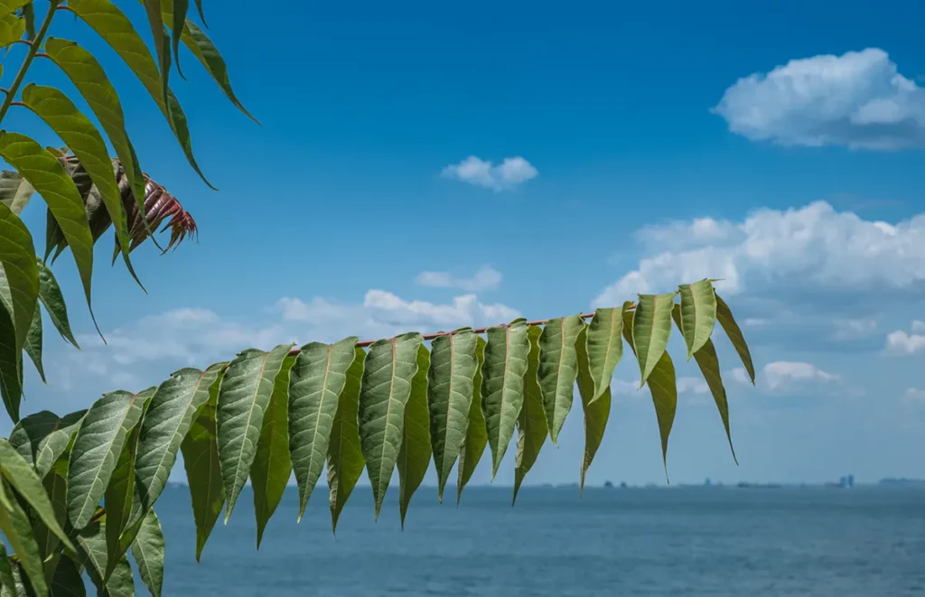 tree of heaven beach