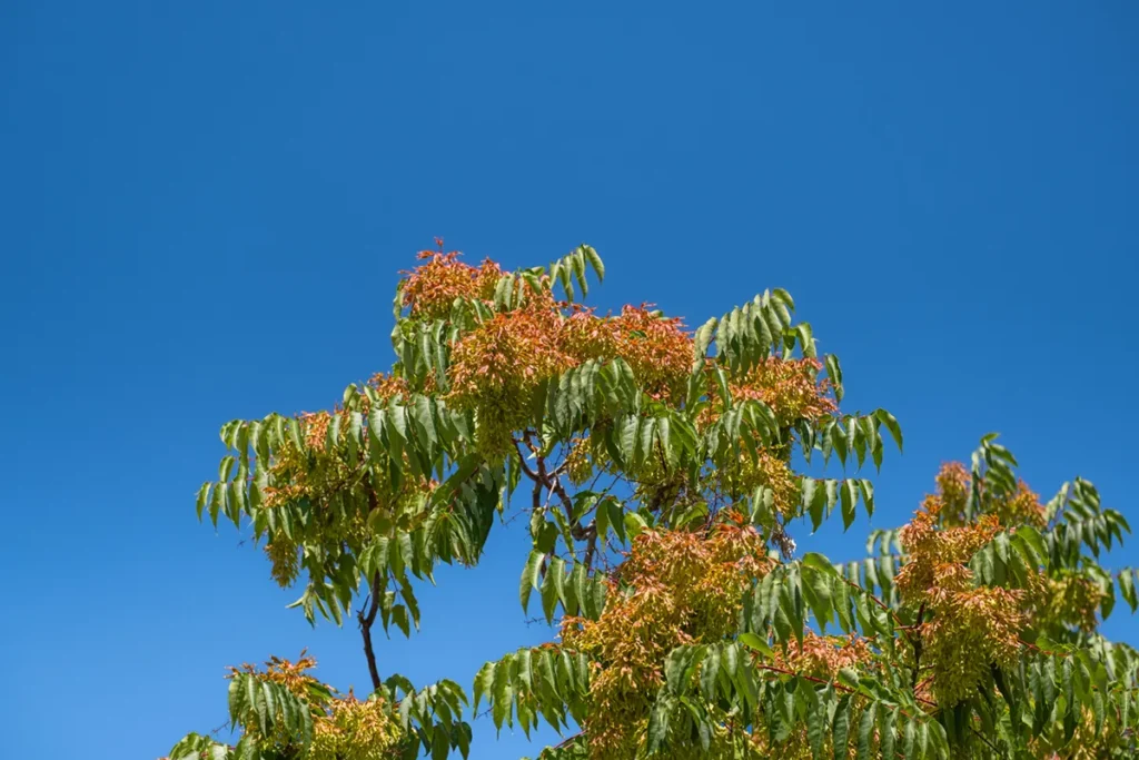 tree of heaven full