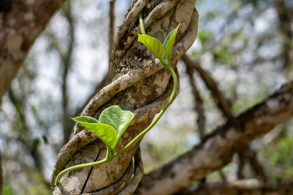 Vines and Tree Health: Hidden Risks to Mature Trees