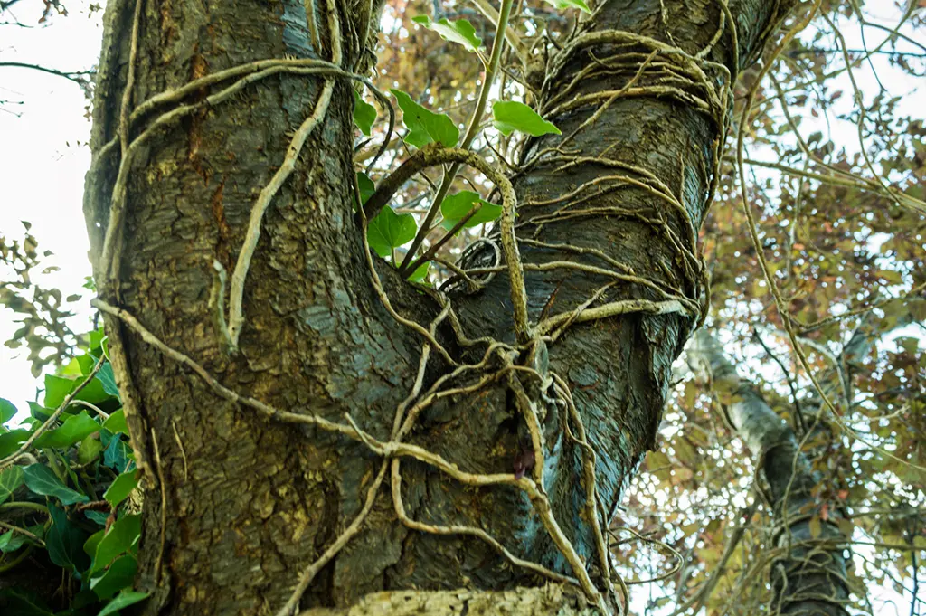 Tree Vine Removal