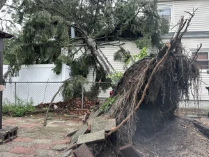 Storm Damage Tree Service: How Wind, Rain, and Flooding Affect Your Trees