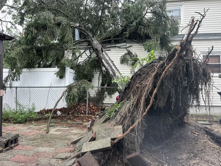 Storm Damage Tree Service: How Wind, Rain, and Flooding Affect Your Trees