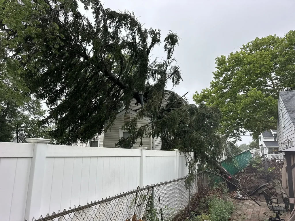Spruce Tree Failed