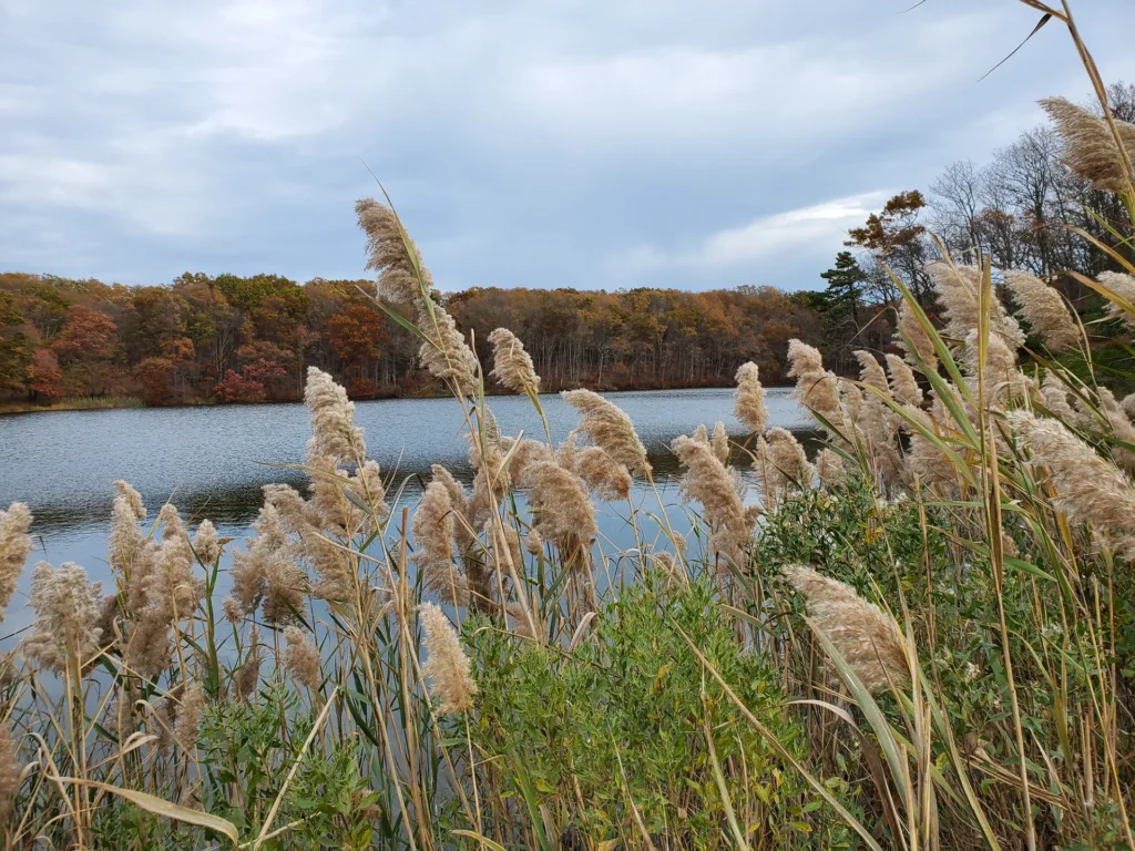 Matawan Fall Tree Care: Prepare Trees Before Winter