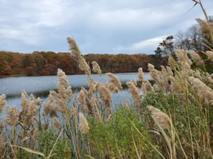 Matawan Fall Tree Care: Prepare Trees Before Winter
