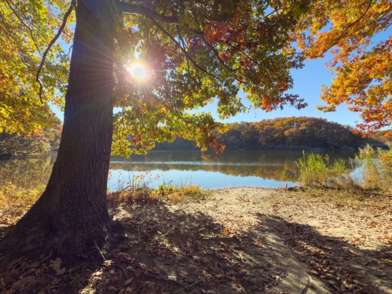 Old Bridge Fall Tree Inspection: Catch Hidden Hazards Early